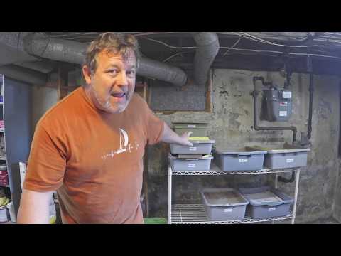 Feeding my bins & check on finishing tubs at day 20 - vermicomposting
