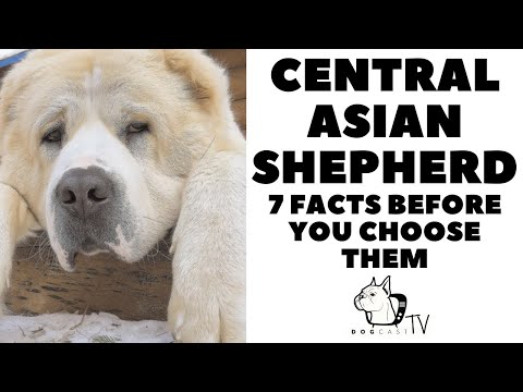 Before you buy a dog - CENTRAL ASIAN SHEPHERD - 7 facts to consider! DogCastTV