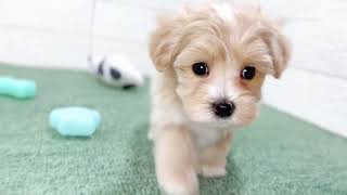 ハーフ犬の動画01