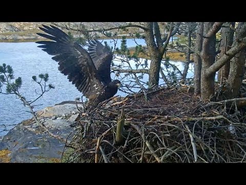 Smola Norway Eagle Cam ~ Elida's Second Visit To The Nest Today 8.13.18