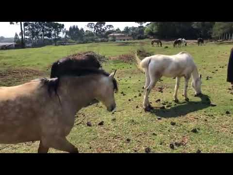 VIOLA CAIPIRA É COISAS DA ROÇA   Assista até o fim e veja as coisas boa do Mundo Caipira