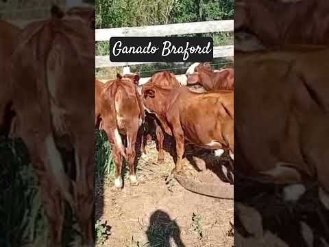 Engorde de terneros Braforf. Dos Arroyos Misiones. Marzo2026 (Ver descripción)
