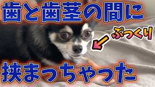 犬、梨が飲み込めなくなる。 #犬のいる暮らし  #chihuahua #dog #かわいい犬 #癒し