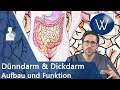 Unser Darm Wieviel Charme Steckt Drin Anatomie Funktion Störungen Von Dünndarm Dickdarm Kolon