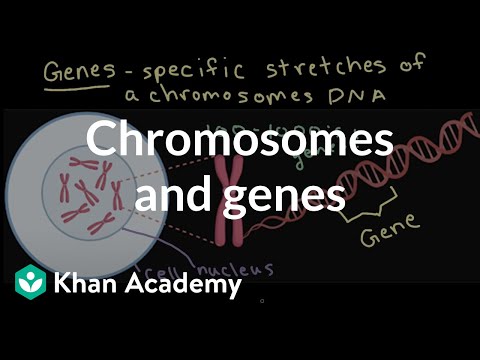 Chromosomes and genes | Inheritance and variation | Middle school biology | Khan Academy