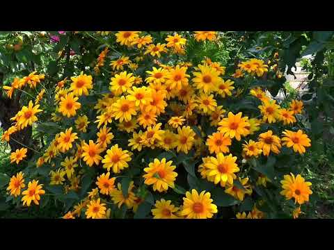 The most beautiful and unusual flowers of the world.flower in the world #flowers