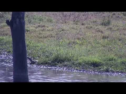 Djuma: Large Monitor Lizard at shallow end of the dam-then Skink on cam tree - 11:32 - 06/09/2023