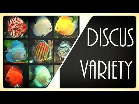 THE BEST DISCUS FISH VARIETIES - Types of Discus Fish for your Freshwater Aquarium