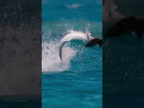 Spearfishing A 15 Year Old Fish