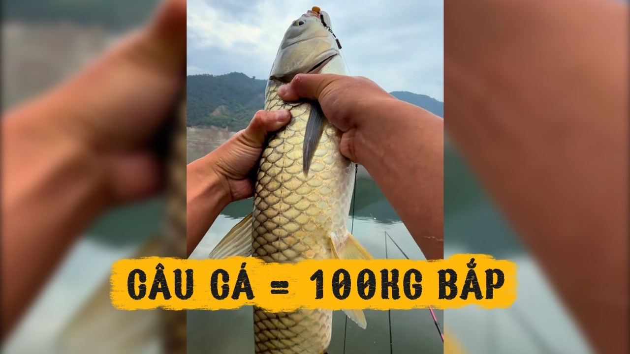 CÂU CÁ BẰNG 100KG BẮP NGÔ QUÁ XỨNG ĐÁNG