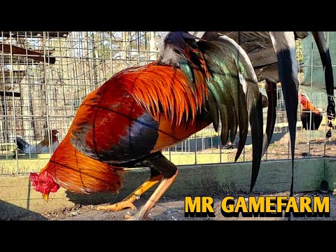 Sweater Grey Yellow leg hatch - MR FARM