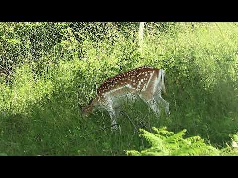 Ciută de lopătar la parcul zoologic Green Codru-partea 1