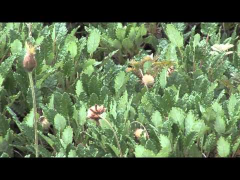 Alternative Flächenbepflanzung