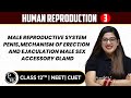 Human Reproduction 03 Male Reproductive System Pure English 12th NEET
