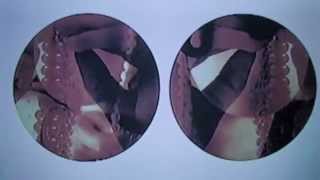 DOLLKRAUT - THE STARS AND YOU