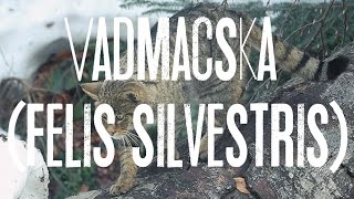 preview picture of video 'Vadmacska a mezőn, Wildcat, Felis Silvestris, Hungary,Karád,'
