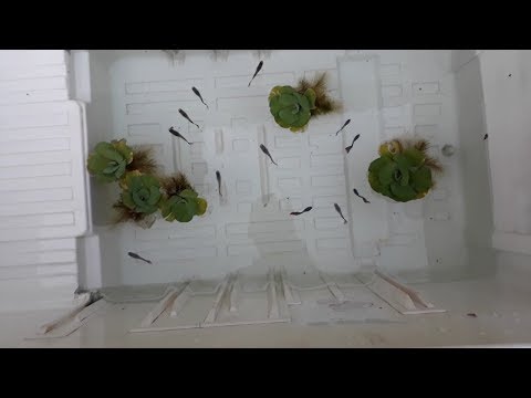 download lagu mp3 mp4 Fish Fridge, download lagu Fish Fridge gratis, unduh video klip Fish Fridge