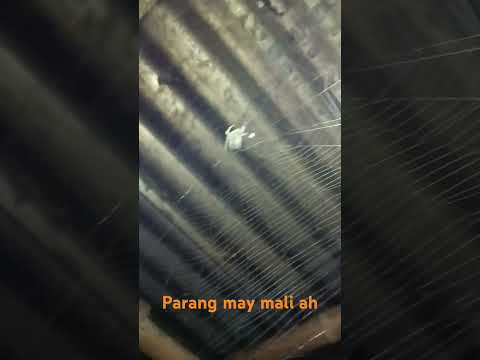 Gagambang bahay malaki pa sa sampo piso #gagamba #spider