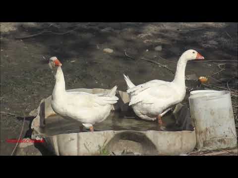 OCHE CURIOSE NEL POLLAIO.  SAB. 26 - 6 - 2021.