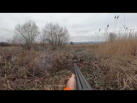 Два чакала на гонка / Driven hunting Golden jackal in Bulgaria 2023