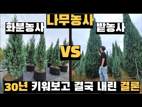 , title : '나무농사 화분 vs 밭, 30년 키워보고 내린 최종 결론'