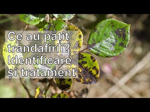 , title : 'Principalele bolile la trandafiri: identificare + tratament'