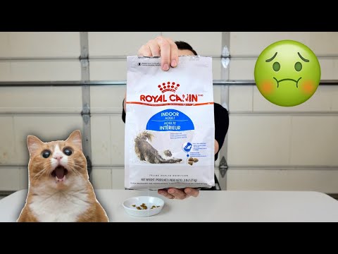 Can Humans Eat Dry Cat Food? Taste Test