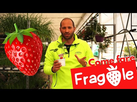 Fragola: Come Coltivarla e come farla Rifiorire (in 2 minuti)