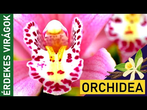 , title : 'ORCHIDEA | Érdekes virágok | Ismeretterjesztő | Természetfilm | Magyar szókincs bővítése'