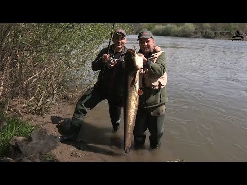 Hooked On feat. LOV I RIBOLOV - Pecanje soma na Zapadnoj Moravi