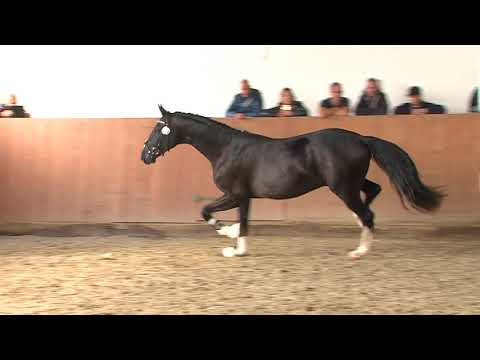 29. Mecklenburger Körtage - Kat.Nr. 37 Hengst v. Balou Peggio