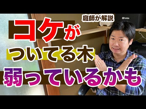 果樹のコケと地衣類：除去する必要がありますか?彼らの目標は何でしょうか？  庭園