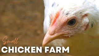 Small Chicken Farm in Sri Lanka