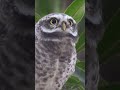 Owl Sound Owl Sounds Ullu Ki Awaz