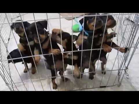 image-How much is a mincher pinscher?