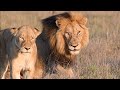 Orpen Male Lion Mates With Another Mbiri Lioness Tintswalo Safari Clips