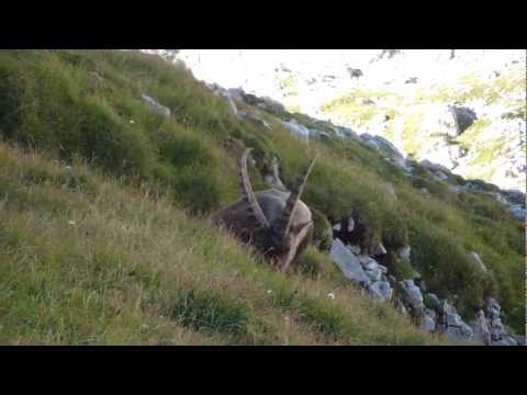 Bovški gamsovec-2392m