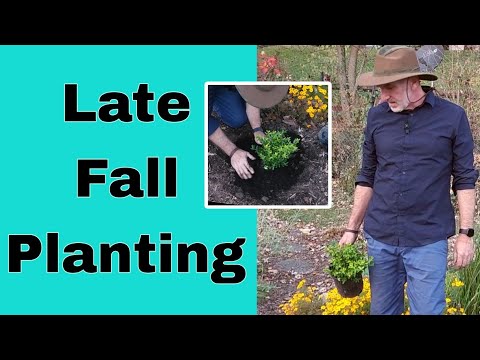 Touch of Gold Holly / Late Fall Planting!