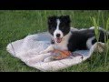 Video: Juguete para perros con forma de pato ideal para usar en el agua 