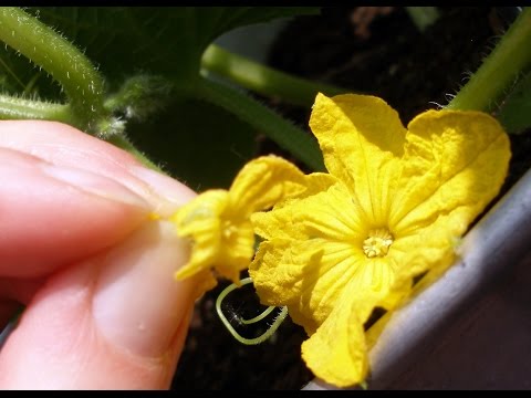 , title : 'How to Hand Pollinate Cucumbers for Higher Yields'