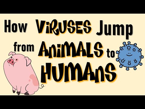 Virus from animals to humans: How viruses jumps from one host to the other