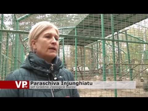 Încă un suflet la Zoo Bucov