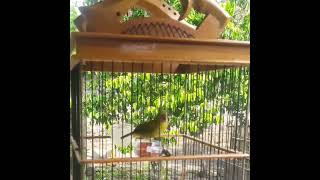 Download lagu PLECI SEJALURAN WIT WIT TULIT TULIT PANJANG mp3