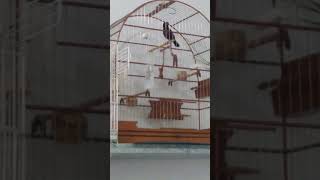 Curió Manaus 19