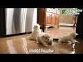 Malshi dogs for sale: Hardy - Video 1