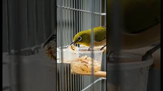 Download lagu 5 Types of Pleci Bird Food to Make Them Sing Quickly. Episode 2 #birds mp3