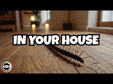 The Real Reason You Are Finding Centipedes Inside Your House