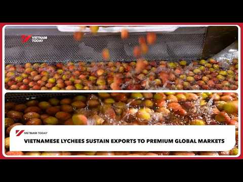 Vải thiều Việt Nam duy trì xuất khẩu sang các thị trường cao cấp toàn cầu | Vietnam Today (Vietnamese lychees sustain exports to premium global markets | Vietnam Today)