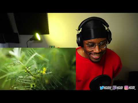 Don't follow her | Sibelius 1894 The Wood Nymph | Classical Music Reaction