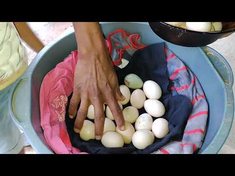 DEITAMOS NOSSA PRIMEIRA GALINHA E A NOSSA PRIMEIRA COLHEITA DA ROÇA DE MILHO